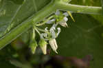 Tropical soda apple